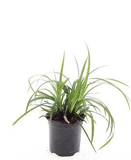 Carex morrowii 'Irish Green' Pot 1,5 liter