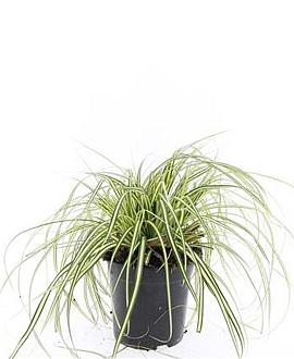 Carex oshim. 'Evergold' Pot 1,5 liter