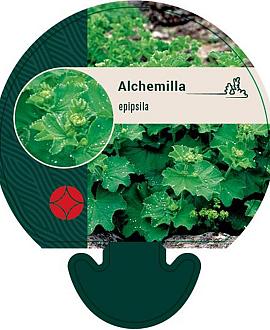 Alchemilla epipsila Pot 9 cm