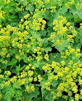 Alchemilla mollis 'Robustica' Pot 9 cm
