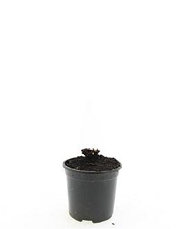 Geranium Rozanne Pot 1,5 liter