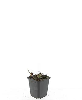 Geranium 'Tiny Monster' Pot 9 cm