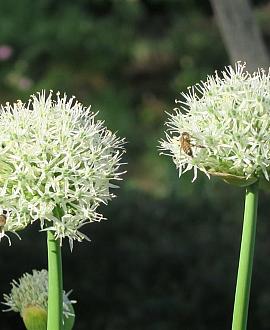 Allium nigrum Pot 9 cm