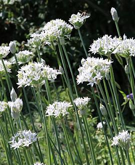 Allium tuberosum Pot 9 cm