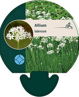 Allium tuberosum Pot 9 cm
