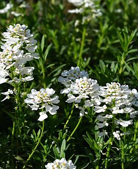 Iberis semp. 'Fischbeck' Pot 9 cm