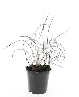 Imperata cylindrica 'Red Baron' Pot 1,5 liter