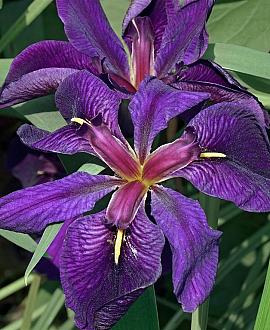 Iris (L) 'Black Gamecock' Pot 9 cm