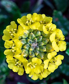 Alyssum montanum 'Berggold' Pot 9 cm