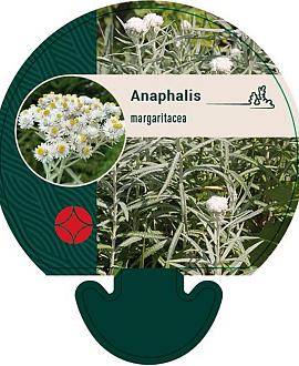 Anaphalis margaritacea Pot 9 cm