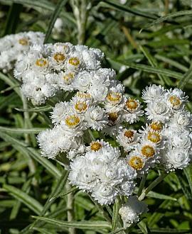 Anaphalis margaritacea Pot 9 cm