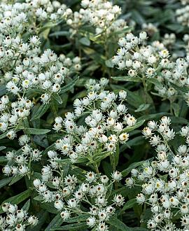 Anaphalis tripl. 'Silberregen' Pot 9 cm