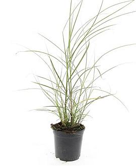 Miscanthus sin. 'Red Chief' Pot 1,5 liter