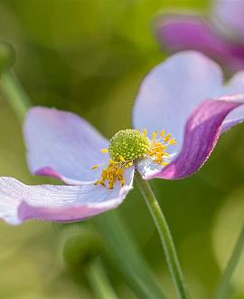 Anemone Dainty Swan Pot 9 cm