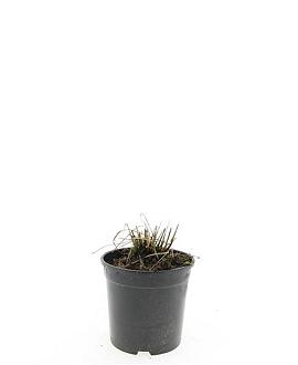 Molinia caerulea 'Heidebraut' Pot 1,5 liter