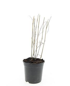 Panicum virgatum 'Heavy Metal' Pot 1,5 liter