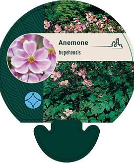 Anemone hupehensis Pot 9 cm