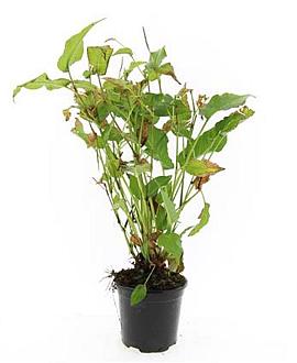Persicaria amplexicaulis Pot 1,5 liter