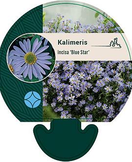 Kalimeris incisa 'Blue Star' Pot 9 cm