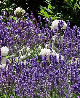 Salvia sylv. 'Dear Anja' Pot 9 cm