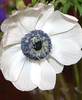 Anemone leveillei Pot 9 cm