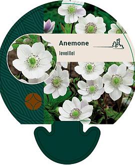 Anemone leveillei Pot 9 cm