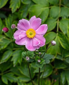 Anemone tom. 'Robustissima' Pot 9 cm