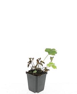 Anemone tom. 'Robustissima' Pot 9 cm