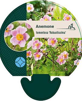 Anemone tom. 'Robustissima' Pot 9 cm