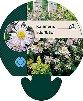 Kalimeris incisa 'Madiva' Pot 9 cm