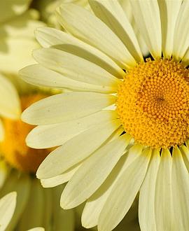 Anthemis hyb. 'Wargrave' Pot 9 cm