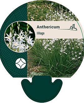 Anthericum liliago Pot 9 cm