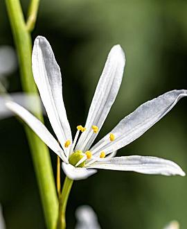 Anthericum liliago Pot 9 cm