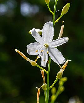 Anthericum ramosum Pot 9 cm