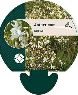 Anthericum ramosum Pot 9 cm