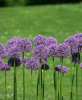 Allium 'Gladiator' Pot 9 cm