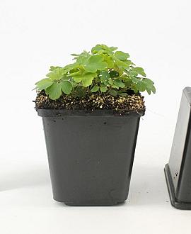 Aquilegia alpina Pot 9 cm