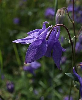 Aquilegia alpina Pot 9 cm