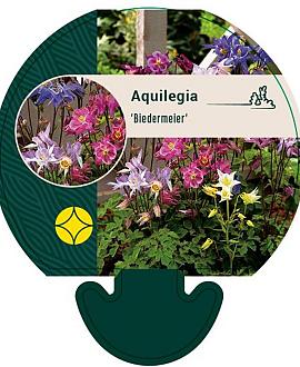 Aquilegia 'Biedermeier' Pot 9 cm