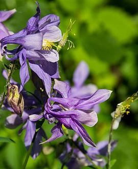 Aquilegia 'Biedermeier' Pot 9 cm