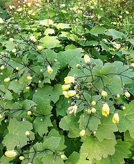Kirengeshoma palmata Pot 9 cm