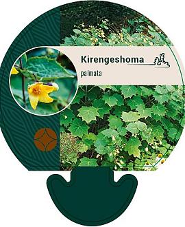 Kirengeshoma palmata Pot 9 cm