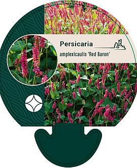 Persicaria a. 'Red Baron' Pot 9 cm