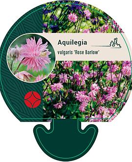 Aquilegia v. 'Rose Barlow' Pot 9 cm