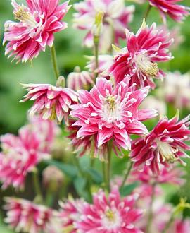 Aquilegia v. 'Rose Barlow' Pot 9 cm
