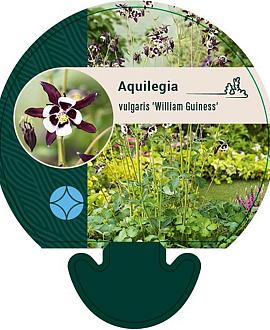 Aquilegia v. 'William Guiness' Pot 9 cm