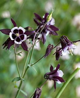 Aquilegia v. 'William Guiness' Pot 9 cm
