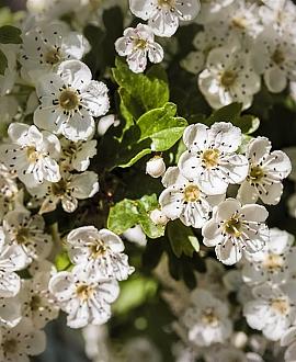 Crataegus monogyna Pot 7,5 Liter 80 - 100 cm