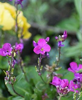 Arabis blepharophylla Pot 9 cm