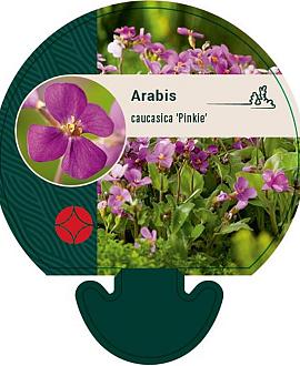 Arabis caucas. 'Pinkie' Pot 9 cm